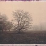 lums-pond-choc-fog-11-570px