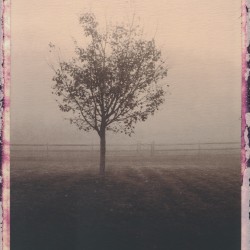 Tree and Fence in Fog